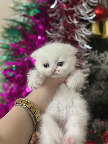 Pişiklər: Şotland — 6