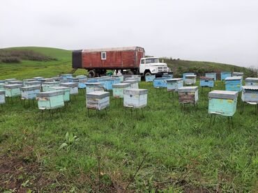 Digər kənd təssərüfat avadanlığı: Köçəri arıçılıq üçün komplekt trailer-karavanlar və avadanlıqlar - Üç — 8