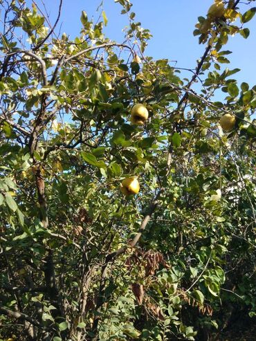 Torpaq sahələrinin satışı: 12 sot, Mülkiyyətçi, Kupça (Çıxarış) — 3