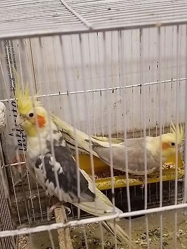 Quşlar: Hamıya salamlar. Cavan cüt və ya tək-tək korella satıram.Quşların — 6