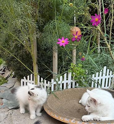 кошеи: Котята — домашние любимцы Описание: - Разные окрасы: белый с тёмным — 5