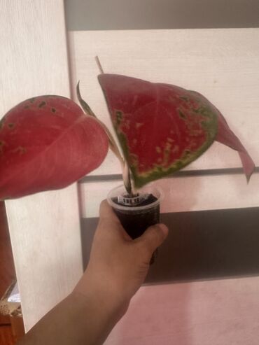 Другие комнатные растения: Комнатные растения — 29