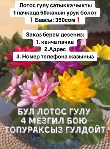 купить петарды в бишкеке: Лотос
350с пачкада 45-50 урук болот
Бишкек
