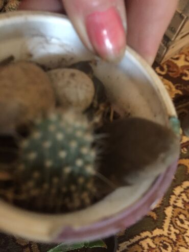 Kaktus: Kaktusi 100 dinara na lalafo.rs — 2 Kaktus: Kaktusi 100 dinara — 2