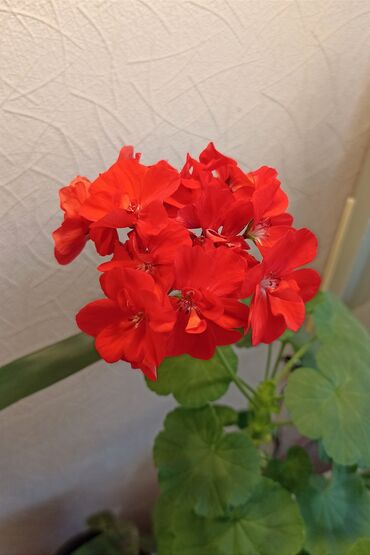 комнатные растения цветы: Герань оранжевая (без цветов)
Самовывоз из мкрн Кок-Жар