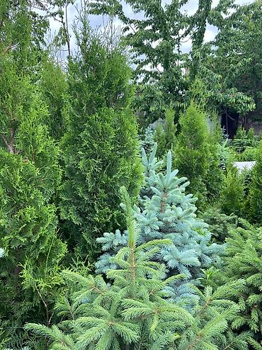 Туя: Продаются декоративные хвойные растения 🌿🌲 -туи от 80 до 300см -ели от — 5
