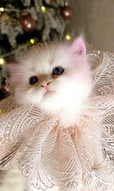 Xaltalar, qayışlar və tasmalar: 3 dişi öz pişiyimin balasıdır makler deiləm — 11