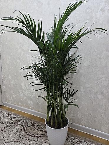 Драцены и Сансевиерии: Сансевиерия (Sansevieria, «щучий хвост») в горшке. Описание: - — 7