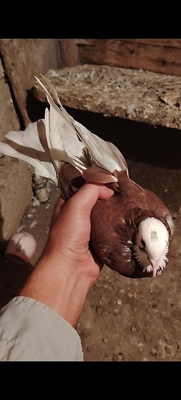 qus yuvası: 12 tuk tutulma qirmizi agbaw erkek 1 aydi tutulub maya bilib — 4