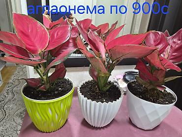 Декабристы: Декабристы (Schlumbergera) в горшках. - Окраска цветков: белая (на — 16