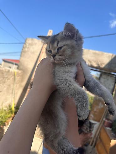 pisik yemi: Şirin balaca pişik balası - Cins: Qısa tüklü, tünd-boz və krem — 1