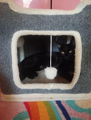 коттедж пантера ориг: Беспородная, 1 год, Девочка, Черный, С прививками — 1