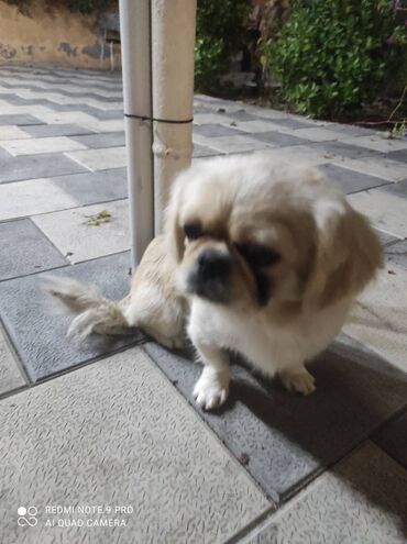 həyət itləri: Pekines, 1 il, Dişi, Peyvəndli, Ünvandan götürmə