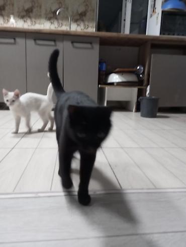 коты белый: Кошка даром: Беспородная, 3 месяца, Мальчик, Приучена к лотку — 3