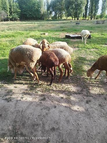 коза дойная: Продаю | Овца (самка) | Для разведения | Матка — 7