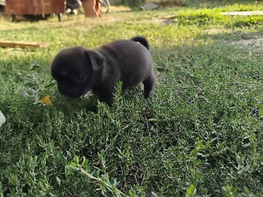 Продажа собак: Мопс, 1 месяц, Самка — 11