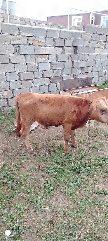 pitbul satisi: Erkəy dana Satılır 5-6 aylıq di real alıcıya yol pulu keçər — 3