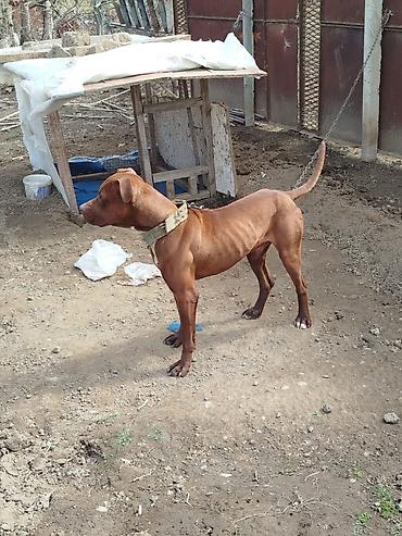 pitbul satanlar: Pitbul, 3 il, Erkək — 1