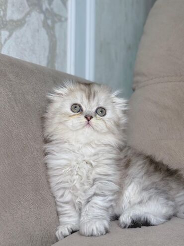 Pişiklər: Şinşilla, Dişi — 5