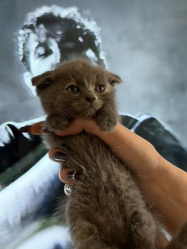 scottish fold: Şotland — 10