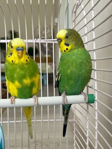 продажа индюков: Продаю волнистых попугаев .Самец(2г)и самка (1,5г) Большая клетка