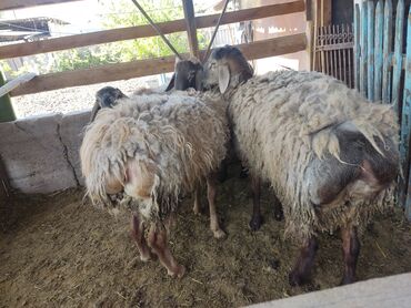 Бараны, овцы: Ярочки откормленный 4 месяц стоил на откорме жирный
