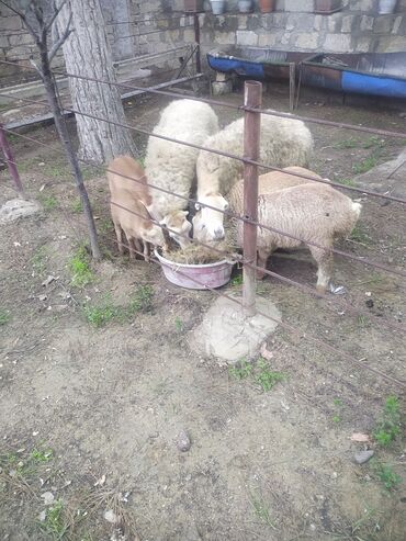 Qoyunlar, qoçlar: Satış: Qoyun və quzular Təsvir: - Ev şəraitində saxlanılan — 5