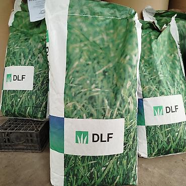 Семена газона: Газон урук DLF линейка Универсал 🌱 SUN, PARK, RABUSTICA 🌱 Мини — 13