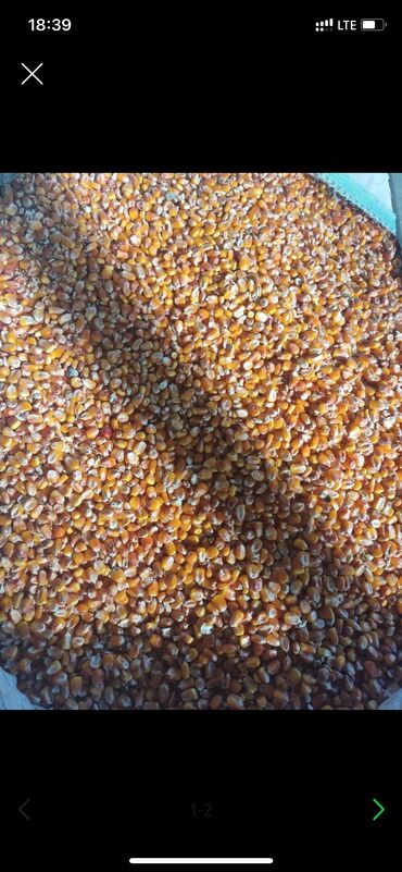 лук репчатый цена за 1 кг: Продается кукуруза есть 4 т местный