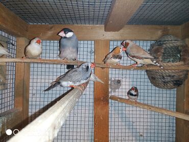 Amadinlər: Amadinlər Satış zebravıy sadə amadinlər benqal amadini risovka risoviy — 2