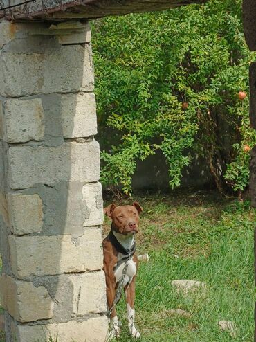 dişi afcarka: Pitbul, 2 il