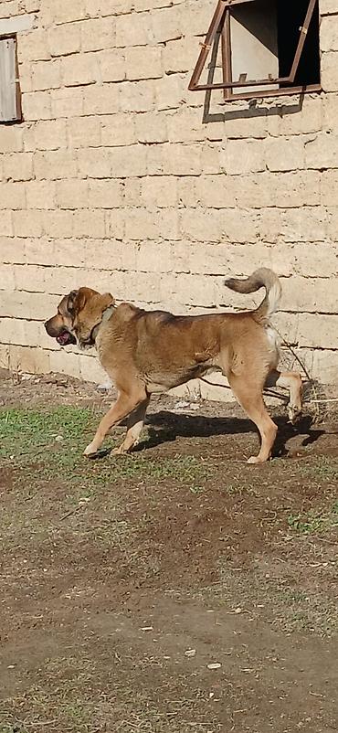 İtlər: Qurdbasar, 1 il, Erkek, Peyvəndli -da lalafo.az — 6 İtlər: Qurdbasar, 1 il, Erkek, Peyvəndli — 6