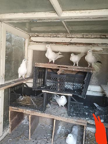 drakon goyercin: Barter de var Kom 8qusdu tergidrem bilen bilir ki menim quşları neye — 1