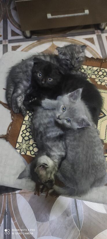 Pişiklər: Şotland, Erkək, Dişi — 6