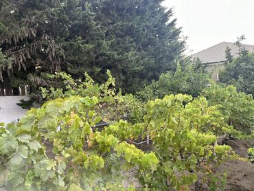 Bağ evlərinin satışı: Digah, 300 kv. m, 7 otaqlı, Hovuzlu, İşıq, Artezian quyusu, Kanalizasiya -da lalafo.az — 10 Bağ evlərinin satışı: Digah, 300 kv. m, 7 otaqlı, Hovuzlu, İşıq, Artezian quyusu, Kanalizasiya — 10