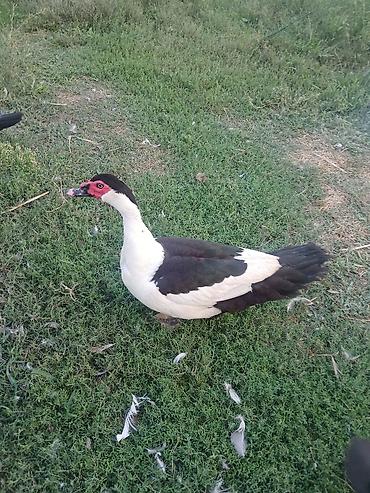 Утки: 1 erkey 2 disi Temiz qan Standartlari yerinde olan black HaTlar satlir — 1