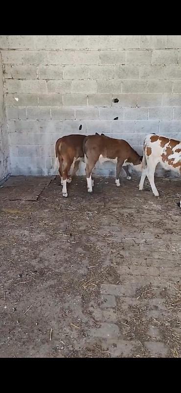 Dana, buzov: Satılır: 3 baş dana - Cins: qarışıq südlük-ətlik tip (qırmızı-ağ — 5