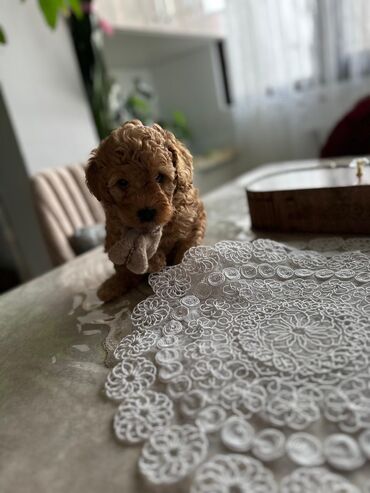 it şəkli: Pudel, 1 ay, Erkek