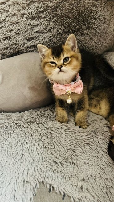 Pişiklər: Şinşilla, Dişi — 9