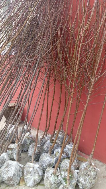 Ağaclar: Her növ ağaclar ve dekarativ ağaclar çox ucuz ve qarantili gubresiz — 50