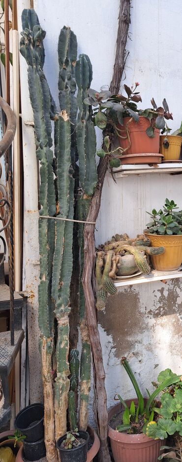ev kaktusu: 20ilin kaktusu