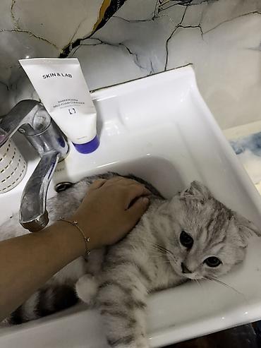 Продажа кошек: Британский короткошёрстный котёнок, окрас серебристый шиншилла — 5
