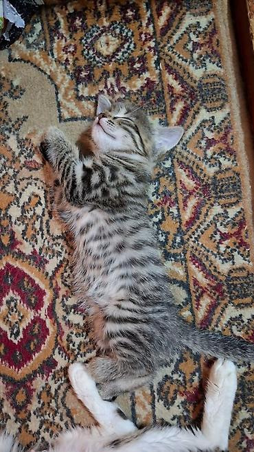 Мышыктар: Котята — домашние любимцы - Возраст: маленькие котята (на фото — 10