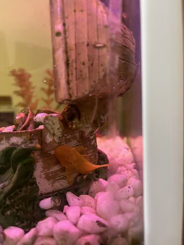 Akvariumlar: Akvaryum komplekti İçində 2 ədəd pilesos balıqla birlikdə satılır — 7