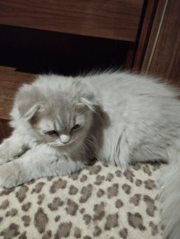 вислоухие котята цена: КОТЯТА! В ПРОДАЖЕ ОЧАРОВАТЕЛЬНЫЙ МАЛЬЧИК ШОТЛАНДЦЕЦ, ХАЙЛЕНД ФОЛД