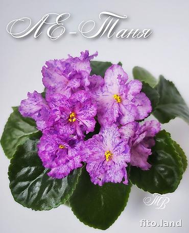 Фиалки и глоксинии: Продаю стартеры взрослые сортовые фиалки 🌺🌿🌺. Цены 200-250-350сом — 27