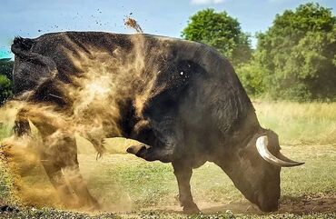 ала бука фото в Кыргызстан | Фотоаппараты: Бука бык откормленный село арашан