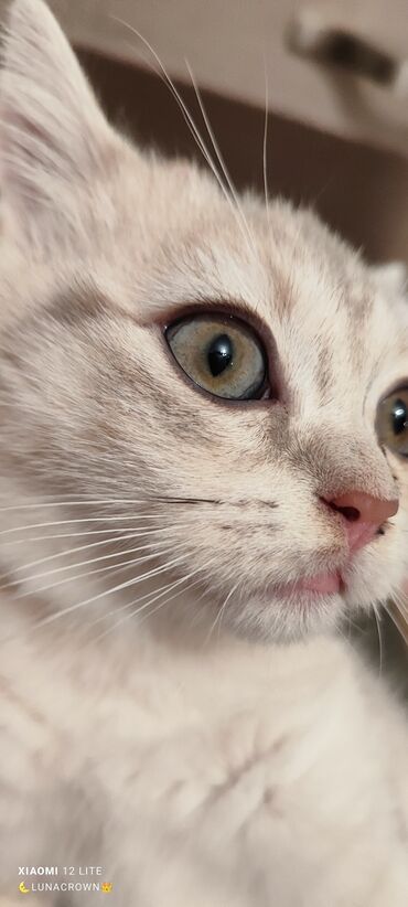 pişik pişik: Шиншилла