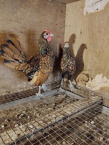 sumqayıtda cücə satışı: Təmiz qan cavan saglam.Cutu 60 m.Baki və bəzi bolgələrə gondərmək — 2