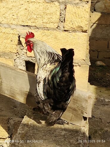 Xoruzlar: Xoruz, Brama, il: 1, Ünvandan götürmə, Ödənişli çatdırılma — 7